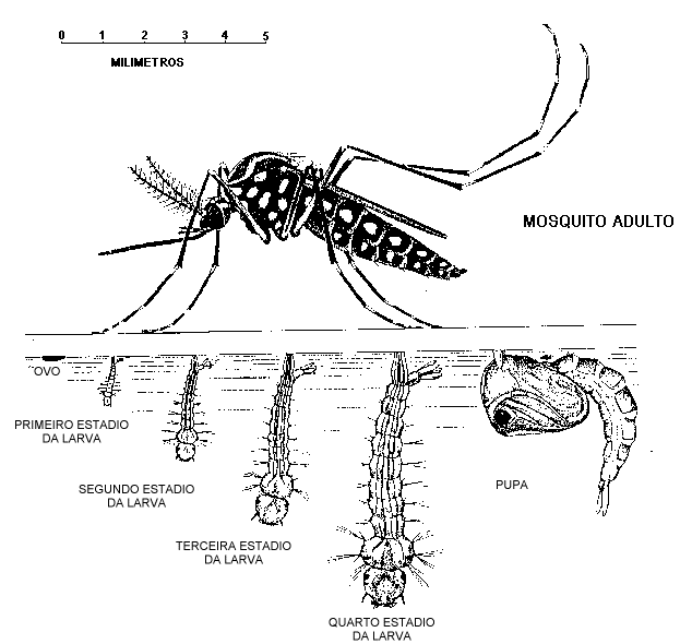 Aedes aegypti para colorear - Imagui