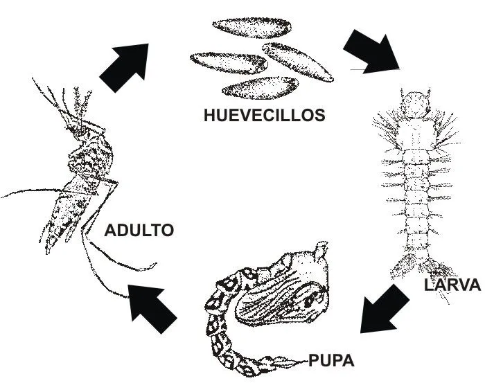 Aedes aegypti: travieso pero controlable (+video) | Cosas del Chago