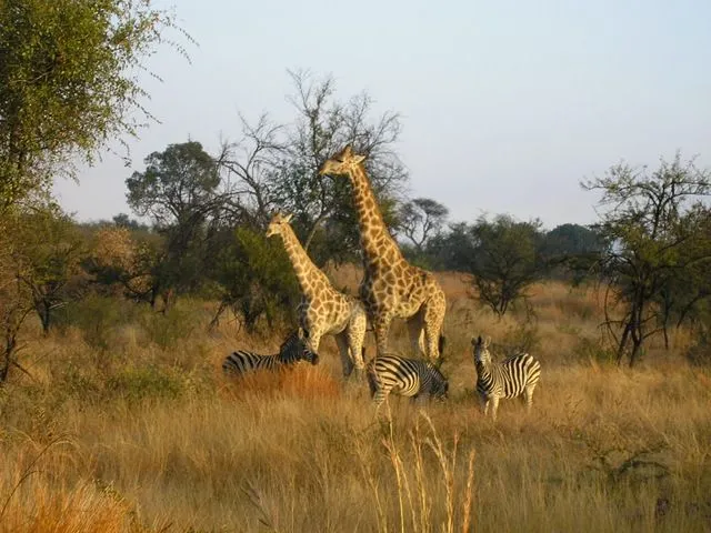 africa-077.jpg africa-077.jpg