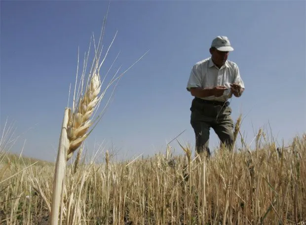 Un agricultor en una plantación de trigo | Edición impresa | EL PAÍS