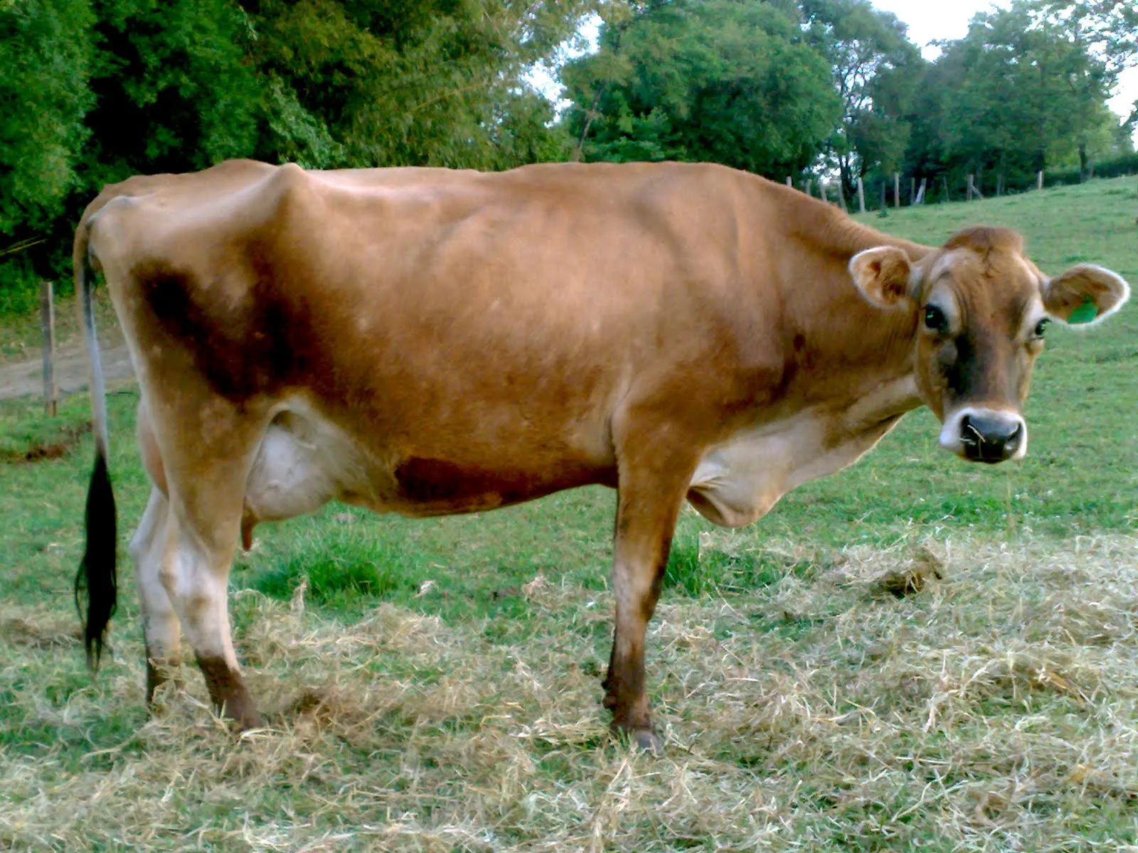 AGROBOCK // Soluções para a sua propriedade.: Vede-se Vacas Jersey AGROBOCK // Soluções para a sua propriedade.: Vede-se Vacas Jersey
