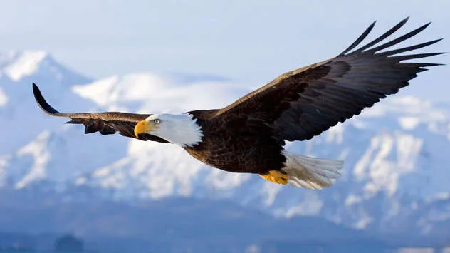 Águila Calva Americana, símbolo nacional de los Estados Unidos ...