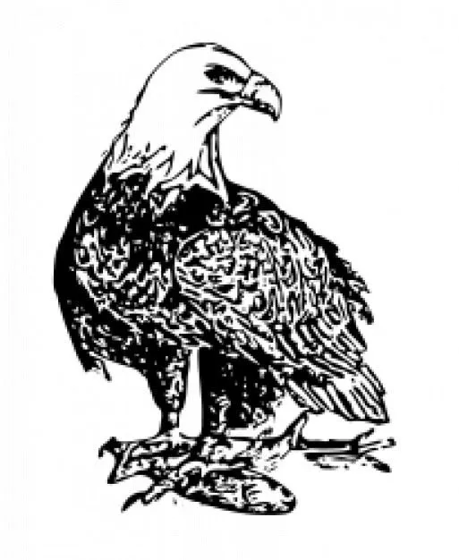 águila calva, ave | Descargar Fotos gratis