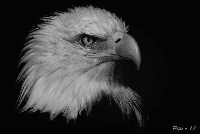 Aguila calva - (Retrato en B&N) | Flickr - Photo Sharing! Aguila calva - (Retrato en B&N) | Flickr - Photo Sharing!