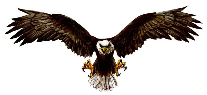 Aguila dibujo a color - Imagui