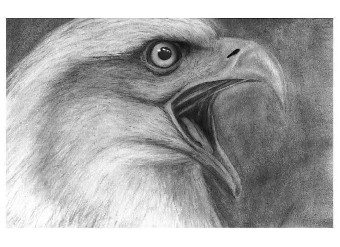 aguila dibujo a lapiz - Buscar con Google | animalitos | Pinterest ... aguila dibujo a lapiz - Buscar con Google | animalitos | Pinterest ...