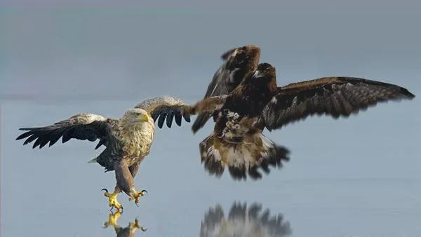 El Águila y el Halcón | Marcianos