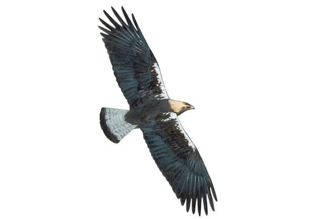 Águila imperial ibérica | SEO/BirdLife