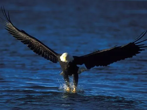 El águila real tiene unas garras tan poderosas que puede permitirse ...