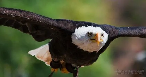Aguila en pleno vuelo | Flickr - Photo Sharing!