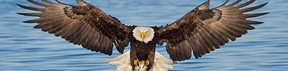 Águila real » AGUILAPEDIA
