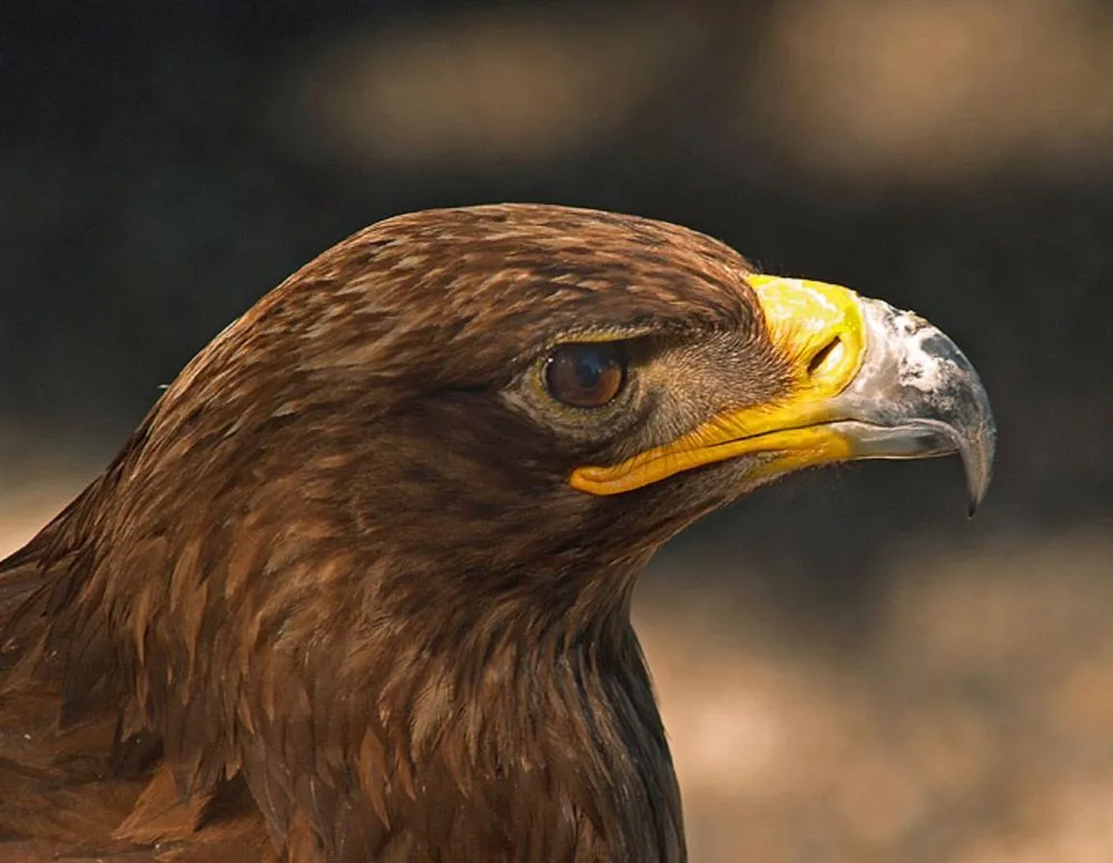 . Águila Real, Imperial, Perdicera, Comemonos, Harpía,... Fotos ...