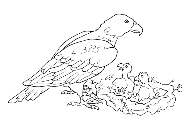 Dibujos para colorear del águila real - Imagui