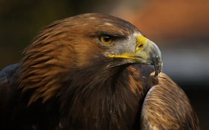 Aguila Real Mexicana | Animales | Pinterest Aguila Real Mexicana | Animales | Pinterest