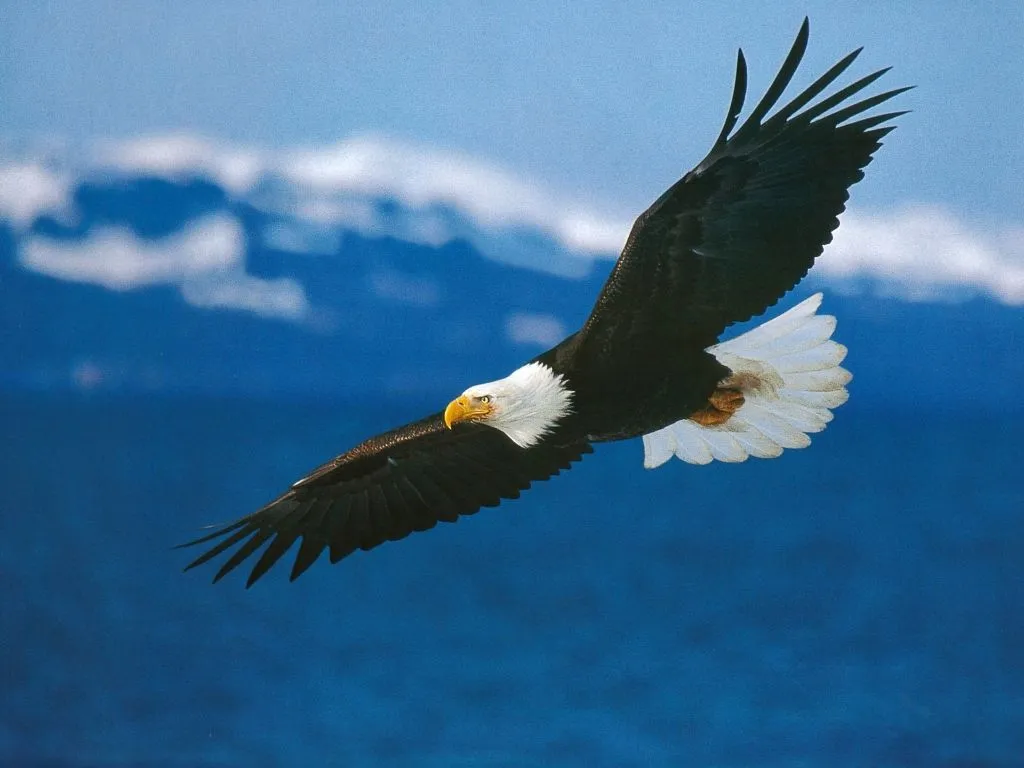 ... saltan, sé como las águilas que están hechas para volar ALTO ... saltan, sé como las águilas que están hechas para volar ALTO