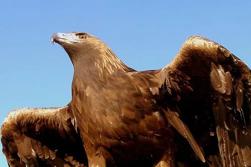 Aguila real volando - Imagui
