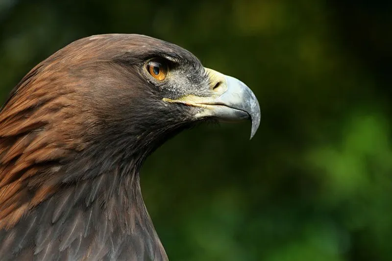 El águila real puede en picada volar a una velocidad de hasta 240 km ...