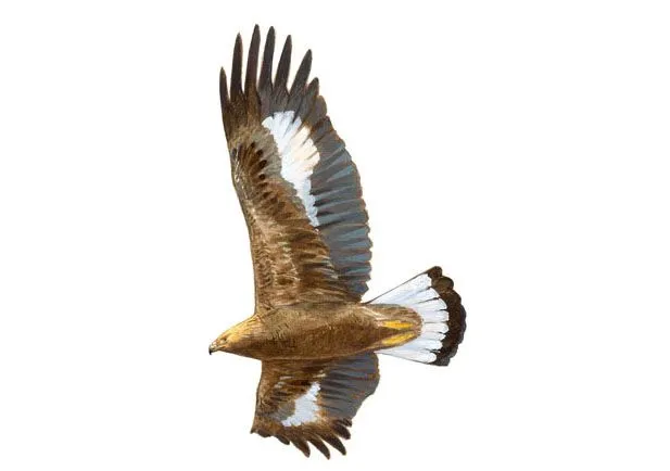 Aguila real Dibujo 3 | SEO/BirdLife