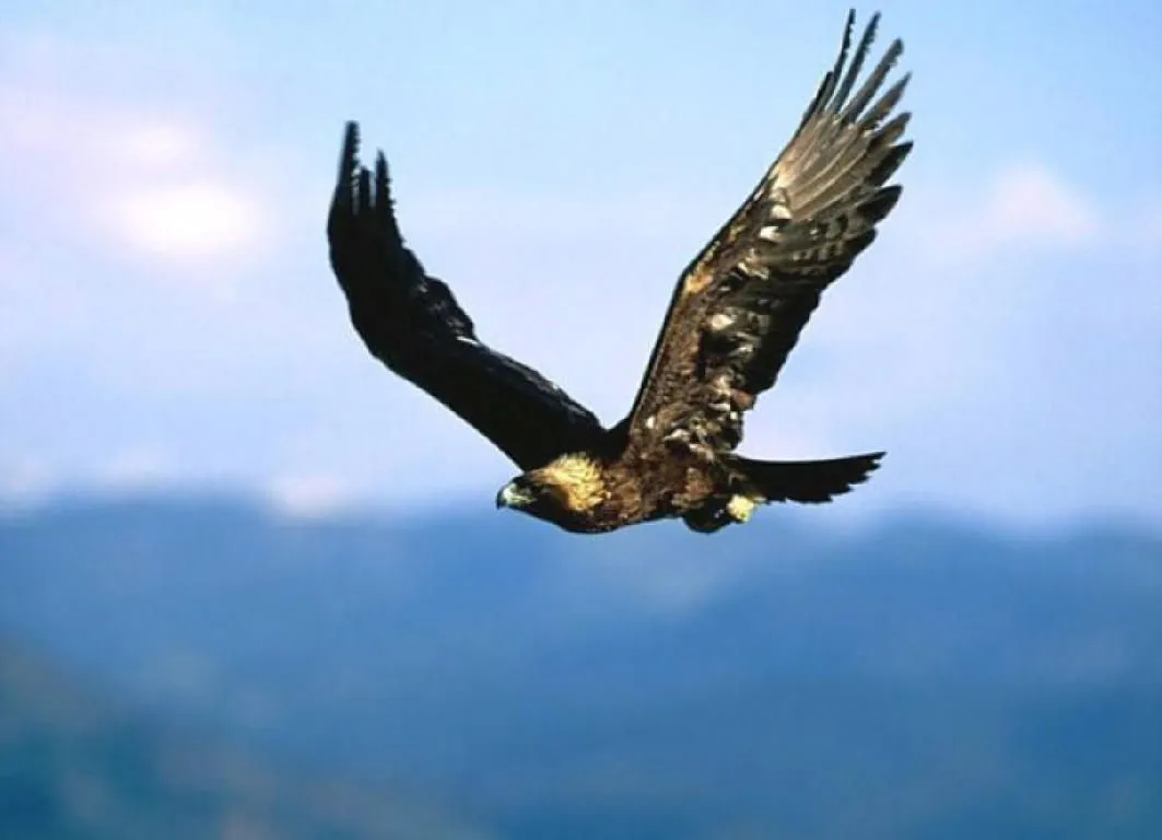 Aguila real mexicana volando - Imagui