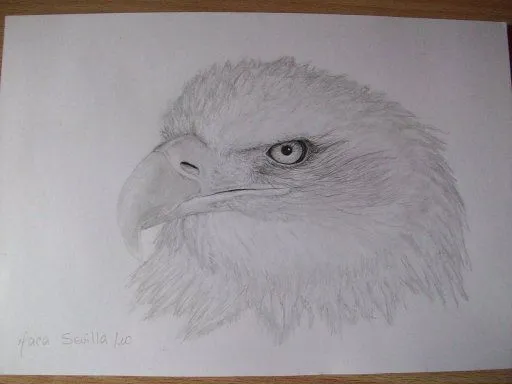Dibujos de águilas hechos a lápiz - Imagui