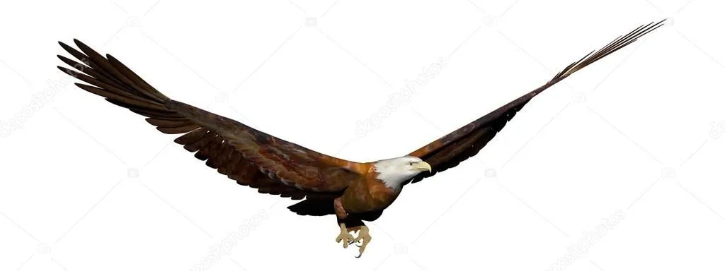 Águila volando - 3d render — Foto stock © Elenarts #23183614