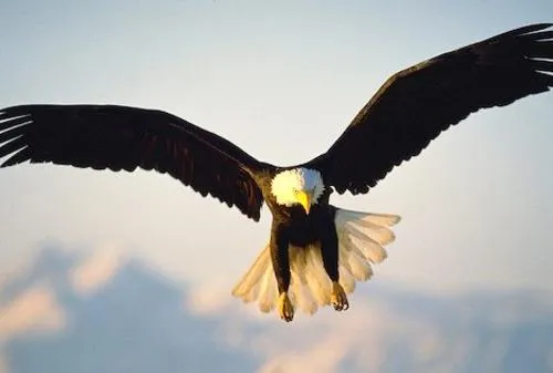 Imagenes de aguilas volando de frente - Imagui Imagenes de aguilas volando de frente - Imagui