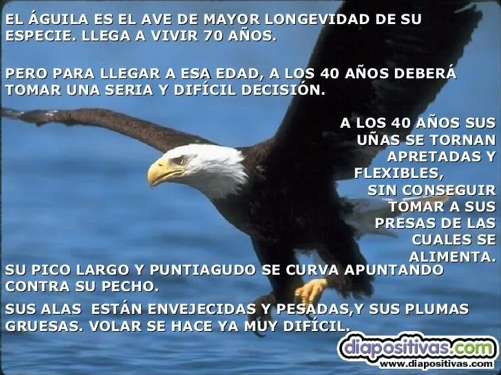 Aguila www.diapositivas.com