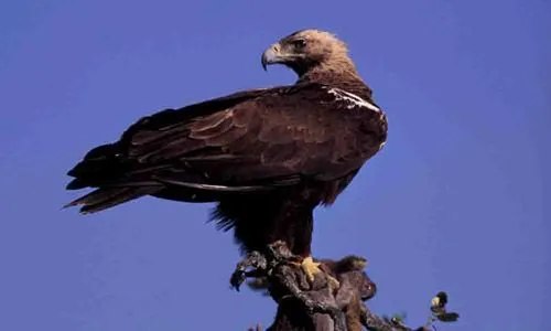 información sobre aves - Águila Imperial Ibérica