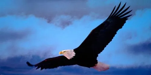 Águilas. Águila Real, Imperial, Perdicera, Comemonos, Harpía ... Águilas. Águila Real, Imperial, Perdicera, Comemonos, Harpía ...