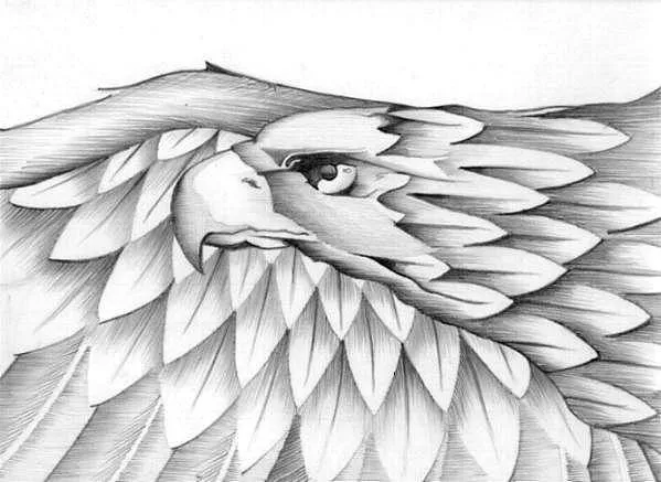 Dibujos hechos a lápiz de águilas - Imagui