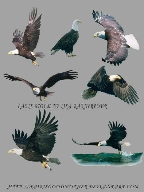 Aguilas Volando | Fotos y Vectores gratis