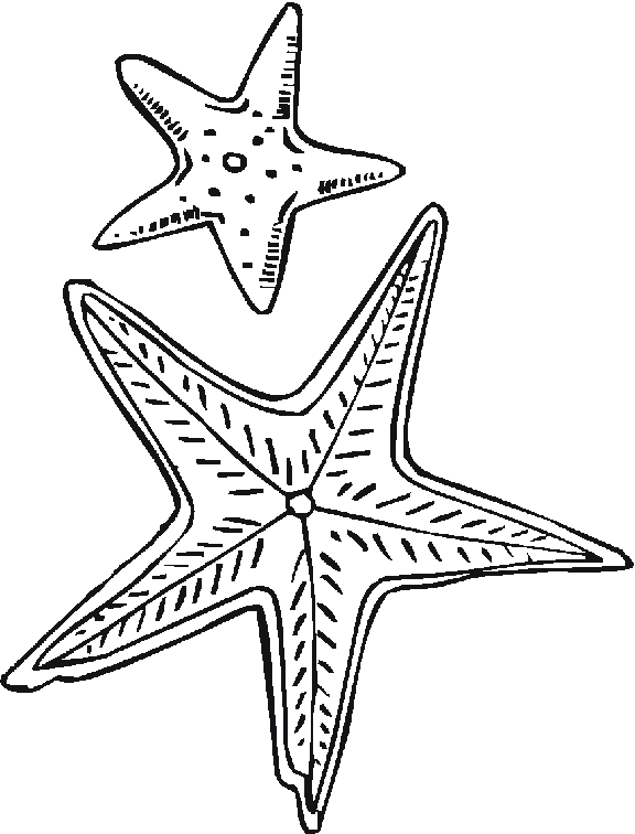 AhiVa! PequeNautas - Plantillas para colorear - Animales - Estrellas de Mar