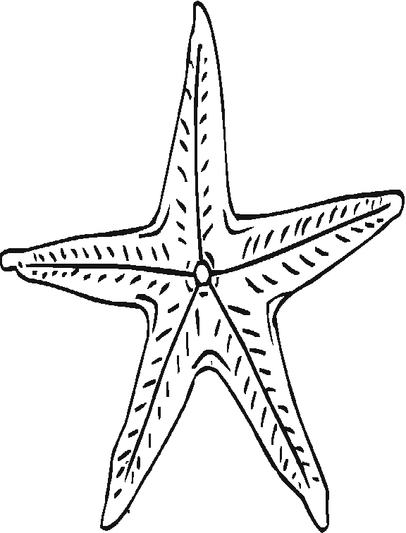 AhiVa! PequeNautas - Plantillas para colorear - Animales - Estrellas de Mar