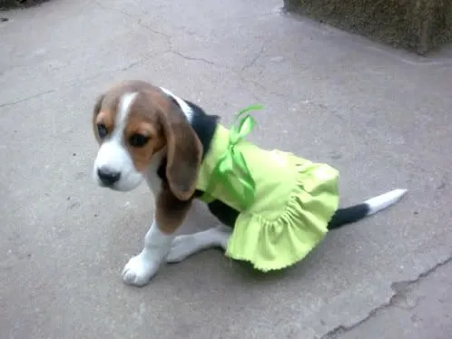 Aisha (Uruguay): acabar con la mala fama de los beagles - Perros ...