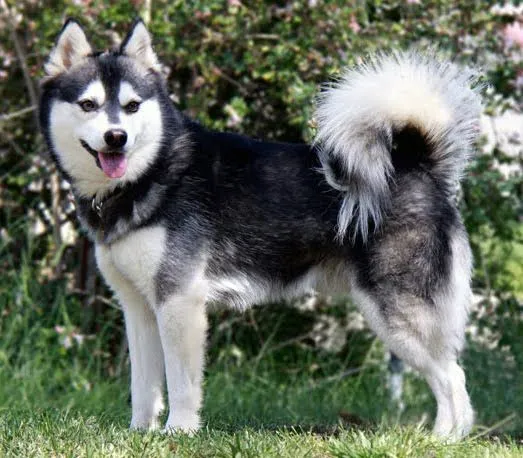 Alaskan Klee Kai - Razas perros | Mascotas.