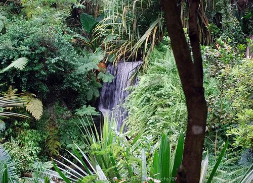 La selva tropical para colorear - Imagui