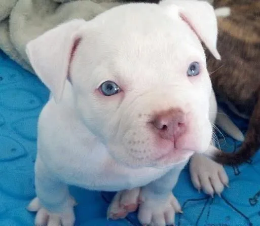 albino boxer... Just like my Gus | Puppies | Pinterest | Bóxers