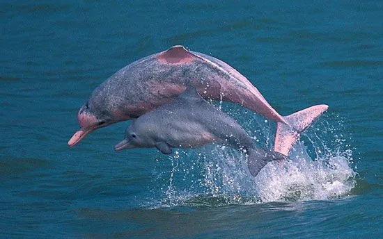 Amazonasdelfin rosa - Imagui