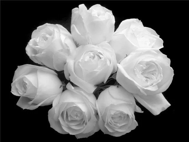 Alboradaymispoemas: Flores Blancas.