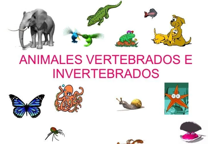 Como hacer un álbum de animales vertebrados e invertebrados - Imagui