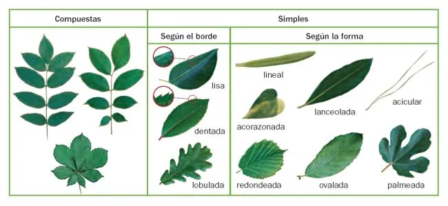 Diferentes tipos de hojas de arboles y plantas - Imagui