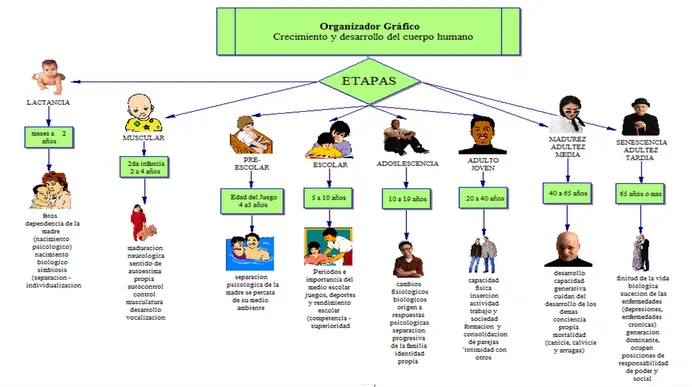 Dibujos para colorear sobre etapas del desarrollo humano - Imagui