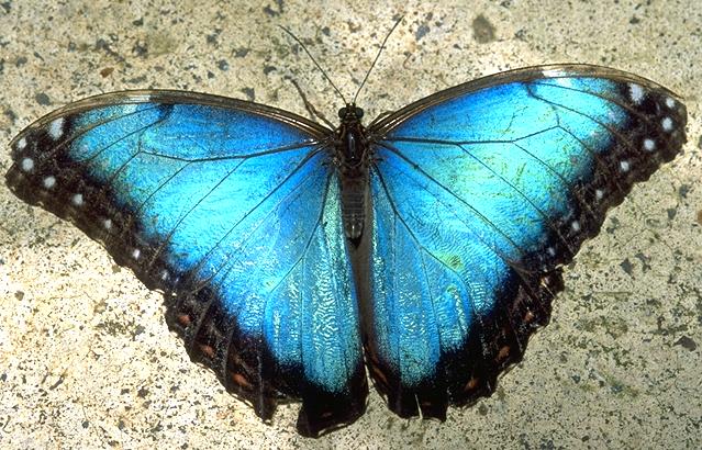 Album de fotos de especies de orugas y mariposas de Costa Rica