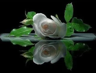Aldraguerías y otras pavadas": Cultivo una Rosa Blanca Aldraguerías y otras pavadas": Cultivo una Rosa Blanca