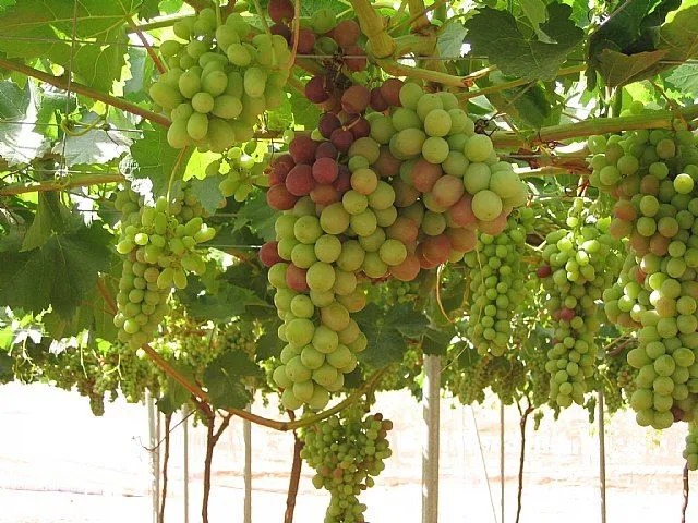 ALEDO / Agricultura realiza un ensayo de uva de mesa sin pepita en ...