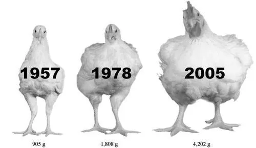 Alexius Today • Los pollos se han vuelto ridículamente grandes...