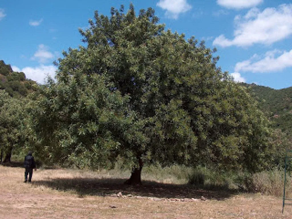 algarrobo | Cuidar de tus plantas es facilisimo. algarrobo | Cuidar de tus plantas es facilisimo.