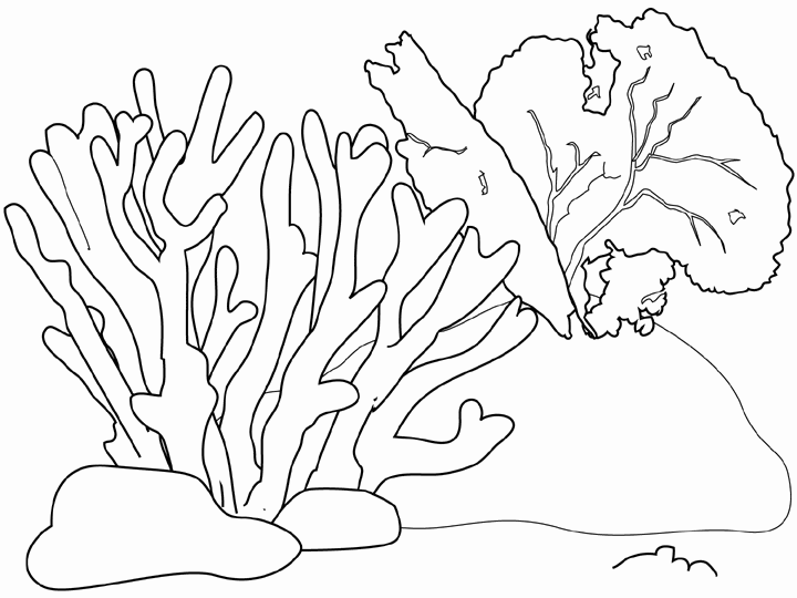 Figuras corales algas marina para colorear - Imagui