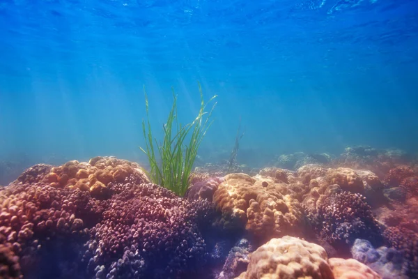 algas en fondo coral — Foto stock © serrnovik #13598311