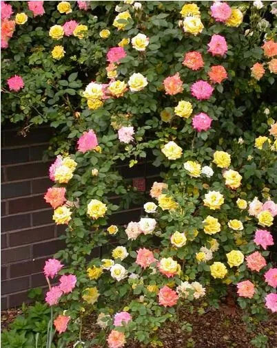 Aliexpress.com: Comprar 9 colores escalada rose semillas de flores ...